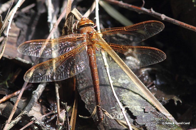 J01_3572 Aeshna grandis ovipositing.JPG